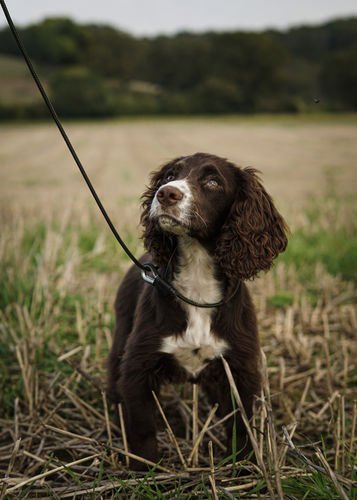 Field Trial PRO Slip Lead 1.2m (Sporting Saint) - SnowPaw Store - Sporting Saint - Dog Lead